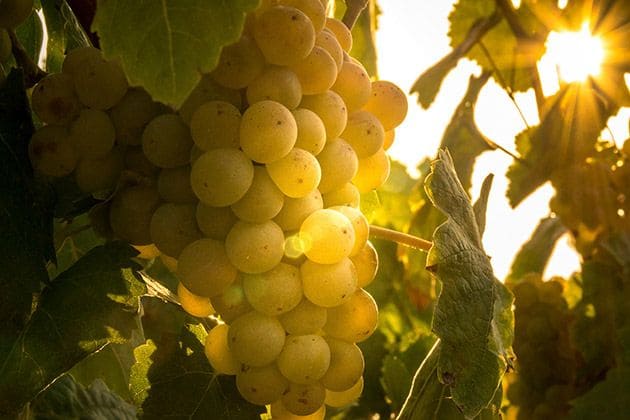 CORPINNAT: la nueva marca de vinos espumosos del Penedés