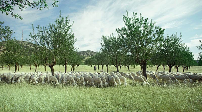 Cuando el Manchego es la joya gourmet de la mesa 8 queso manchego 3