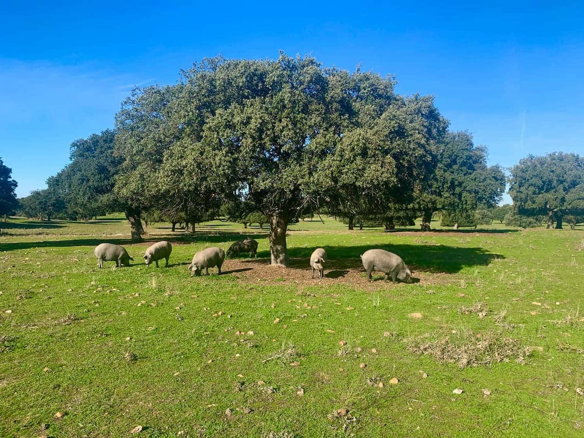 Cómo es una montanera ibérica en la Dehesa de Extremadura